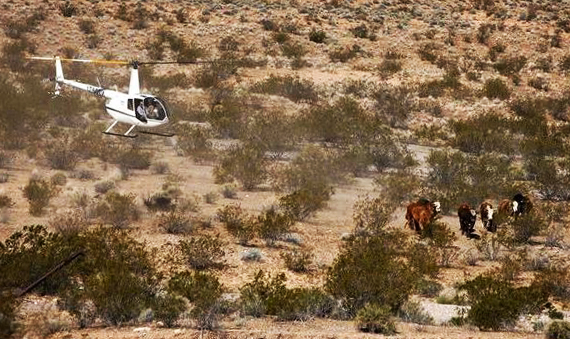 Chopper Rounding-Up Cattle